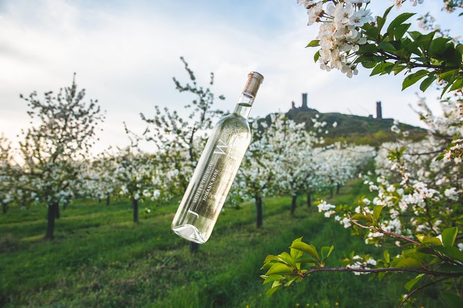 A delightful wine tasting in the scenic countryside with lunch - Key points to know before booking