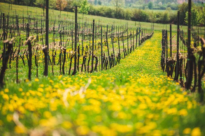 A delightful wine tasting in the scenic countryside with lunch - A Czech lunch in a small countryside setting