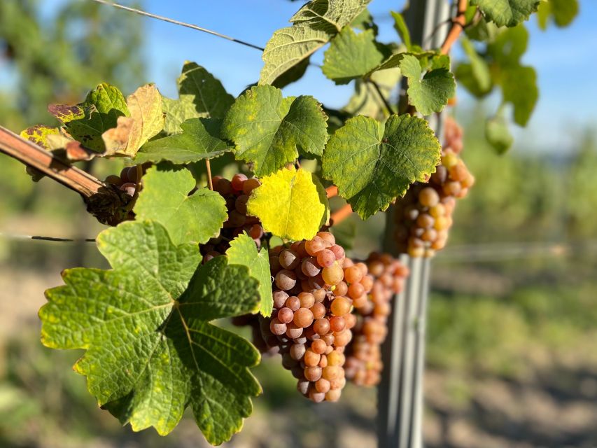 Czech Vineyards and Wine Tasting 4WD Tour with Lunch - Why Třebívlice gives the tasting a sense of place