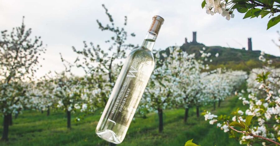 Czech Vineyards and Wine Tasting 4WD Tour with Lunch - Vineyard views, volcanic hills, and five castles