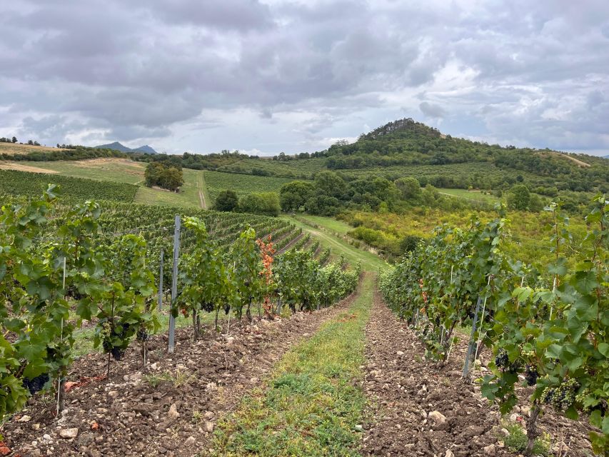 Czech Vineyards and Wine Tasting 4WD Tour with Lunch - The old Jewish cemetery among the vines