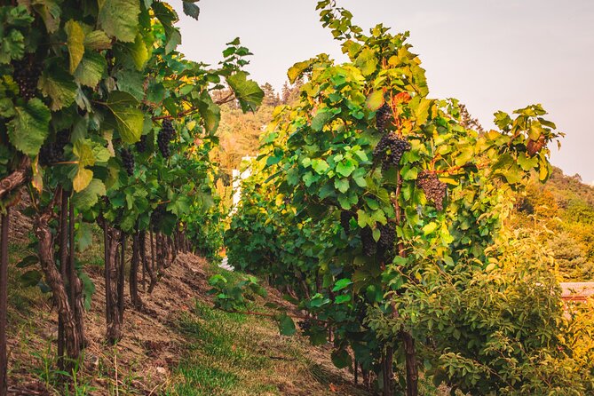 Full Day Private Tour to Kutná Hora with Wine Tasting - Why Kutná Hora makes a strong day trip from Prague