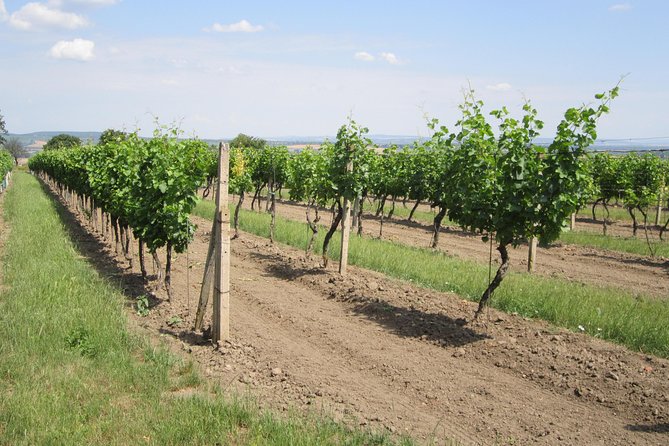 Moravian wine trails - Helen’s guiding style and the value of local context