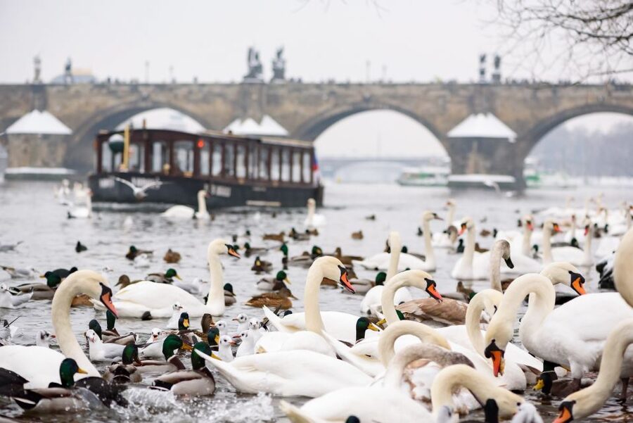 Prague: 1.5-Hour River Boat Cruise and Guided Tour - A 45-minute walk through Prague’s central sights