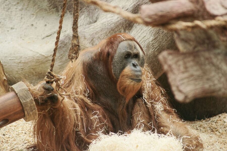Prague: Boat Ride to the Zoo and Admission Ticket - Hills, breaks, and practical comfort