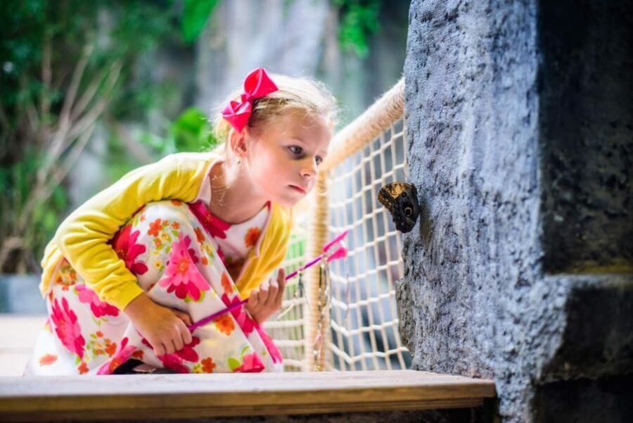 Prague: Papilonia Butterfly House - What could be improved