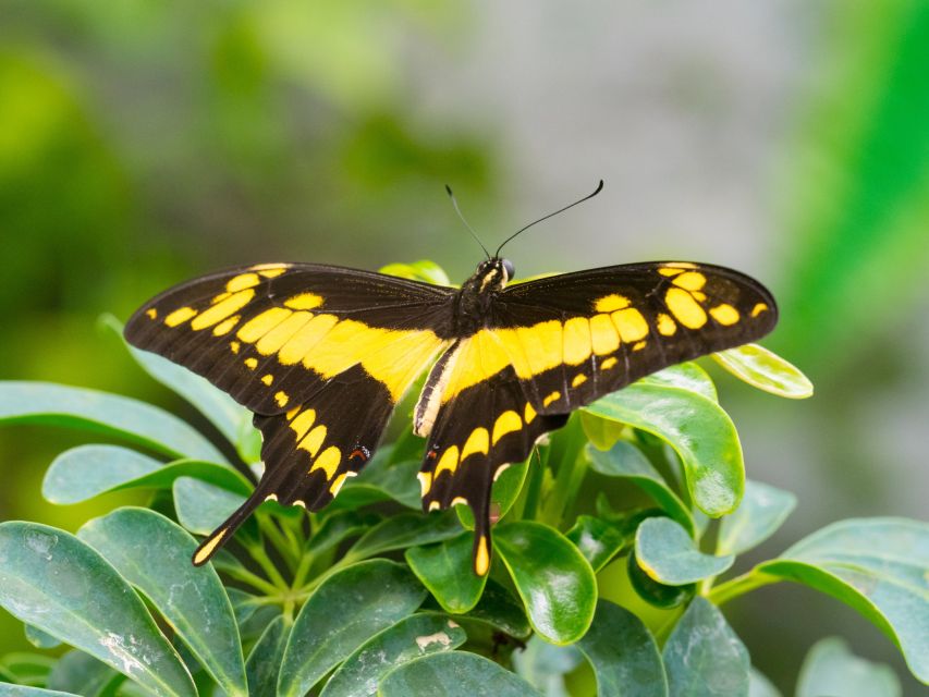 Prague: Papilonia Butterfly House - How to get a butterfly to land on you