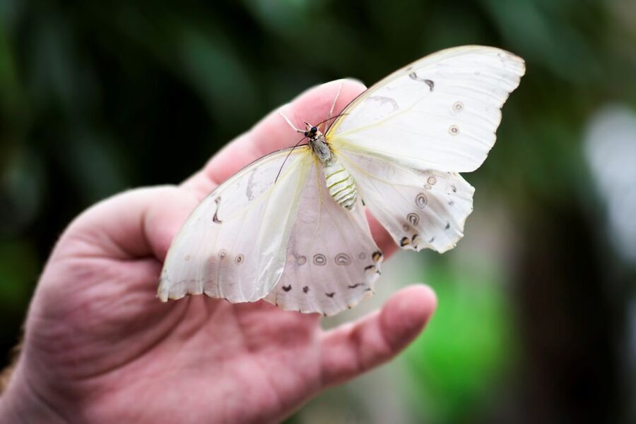 Prague: Papilonia Butterfly House - A small room with plenty to watch
