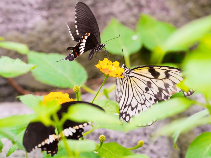 Prague: Papilonia Butterfly House - How long should you stay?