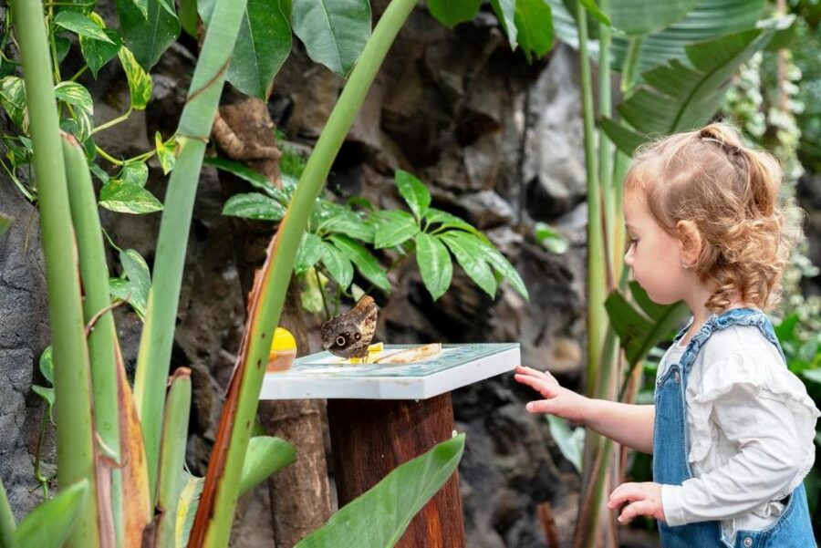 Prague: Papilonia Butterfly House - Is the $9 admission good value?