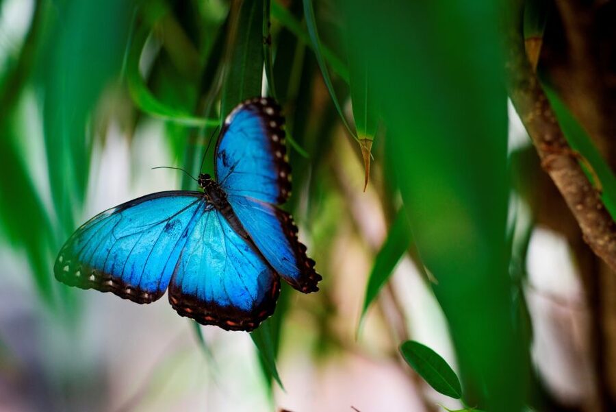 Prague: Papilonia Butterfly House - Families, photographers, and nervous visitors