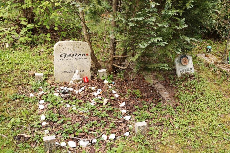 Prague: Psychiatric Hospital and Abandoned Cemetery Tour - The treatment history is the real subject
