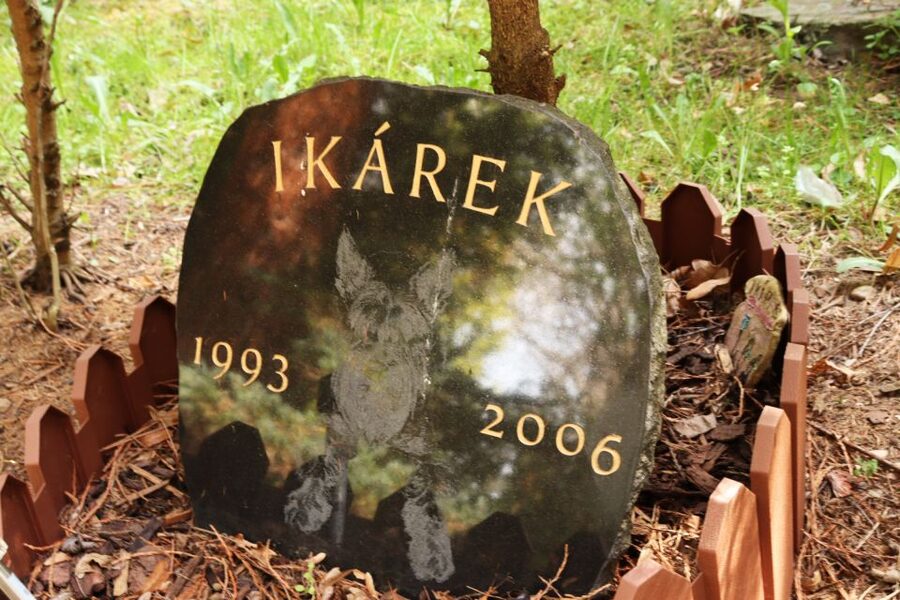 Prague: Psychiatric Hospital and Abandoned Cemetery Tour - Walking to the abandoned Bohnice cemetery