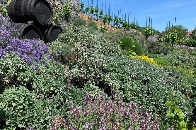 Prague´s Hidden Vineyards Private Tour - Grebovka gives you a quiet first taste