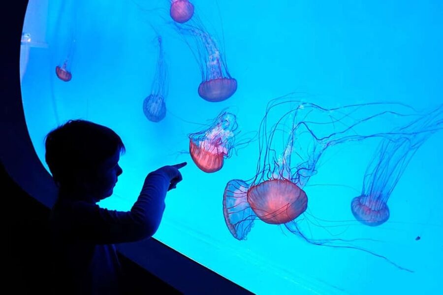Prague: The World Of Jellyfish Entry Ticket w/ Drink - Key points to know before you go