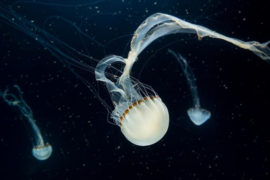 Prague: The World Of Jellyfish Entry Ticket w/ Drink - Video mapping and audiovisual effects