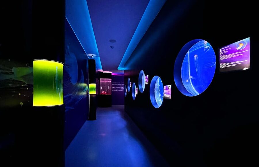 Prague: The World Of Jellyfish Entry Ticket w/ Drink - The café and included lemonade