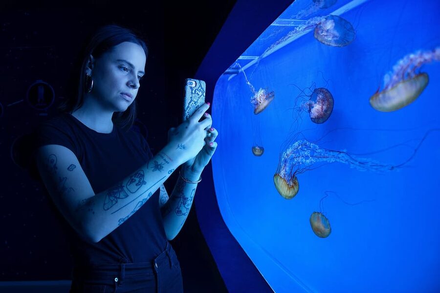 Prague: The World Of Jellyfish Entry Ticket w/ Drink - Price, location, and ticket practicalities