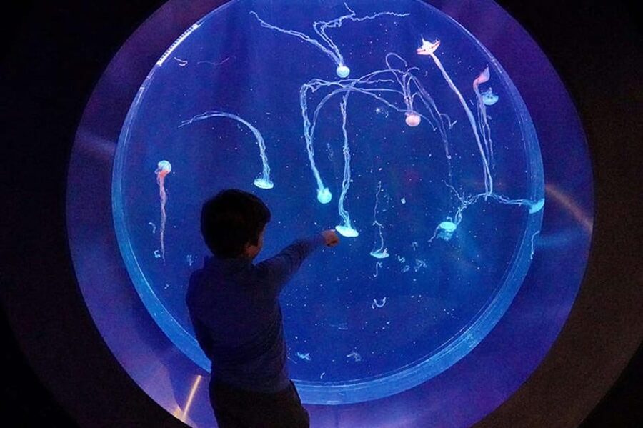 Prague: The World Of Jellyfish Entry Ticket w/ Drink - Thirty-plus species in a compact circuit