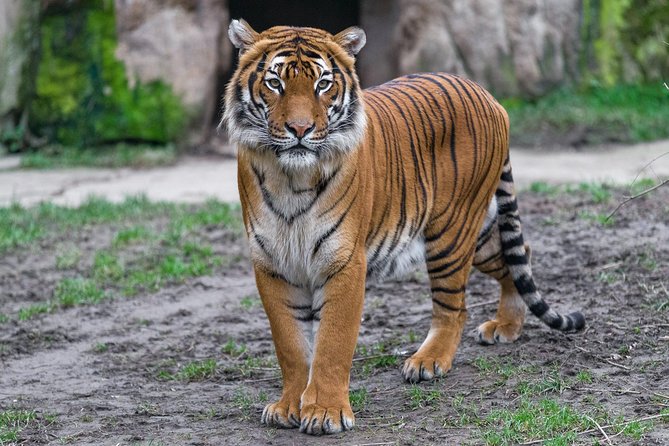 Prague Zoo Admission Ticket including Round Trip Transfer - Why the private ride changes the day
