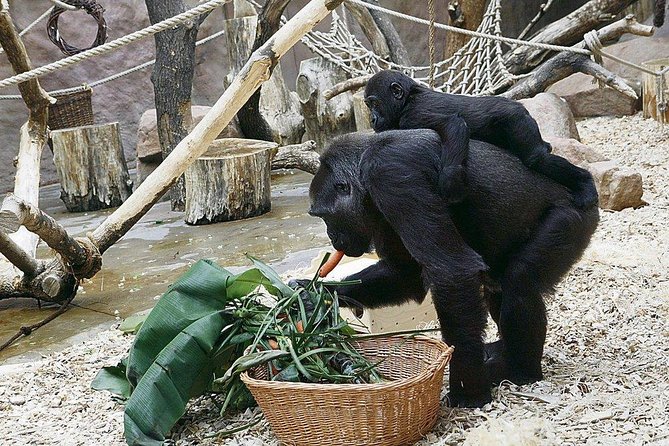 Prague Zoo Admission Ticket including Round Trip Transfer - Extra animal encounters cost more