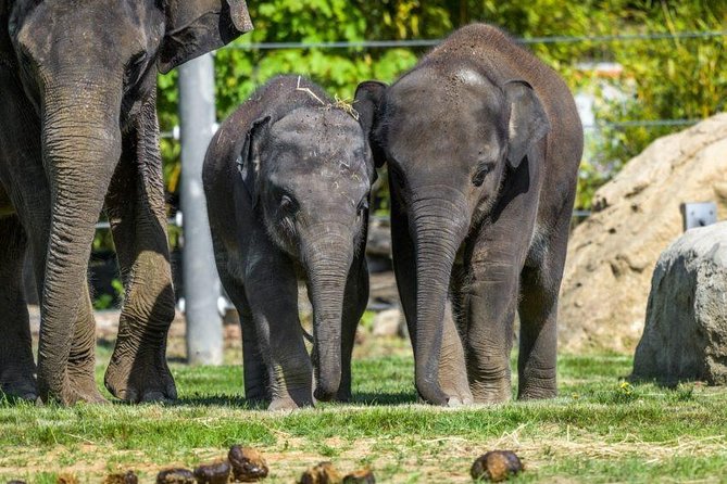 Prague Zoo Admission Ticket including Round Trip Transfer - African Savanna, Indonesian Jungle, and Water World