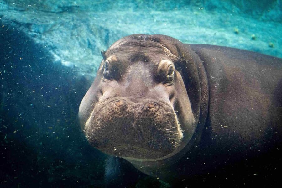 Prague Zoo: Skip-the-Line Entry Ticket - Why Prague Zoo needs a full day