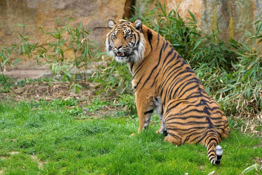 Prague Zoo: Skip-the-Line Entry Ticket - Polar bears, gorillas, hippos, and big-animal favorites