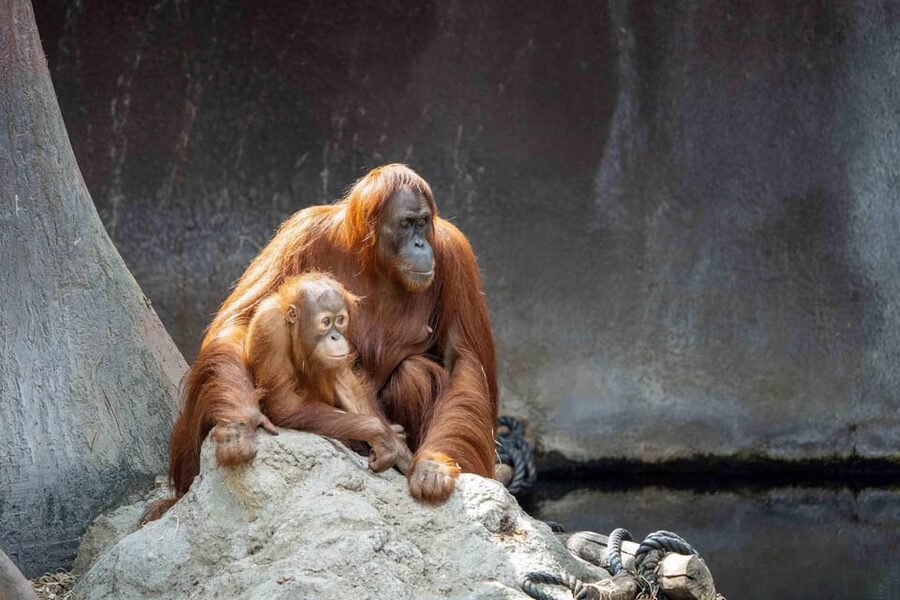 Prague Zoo: Skip-the-Line Entry Ticket - The hills, chairlift, and other ways to pace yourself