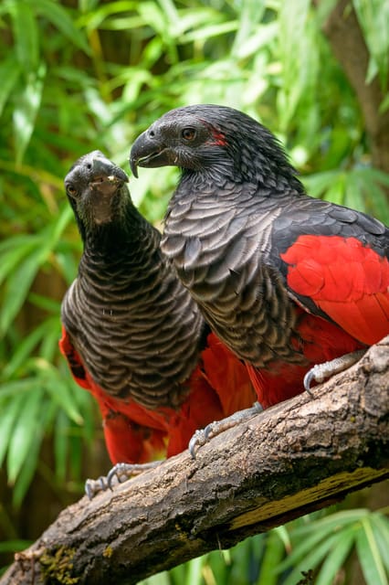Prague Zoo: Skip-the-Line Entry Ticket - Food, toilets, and the practical side of the day