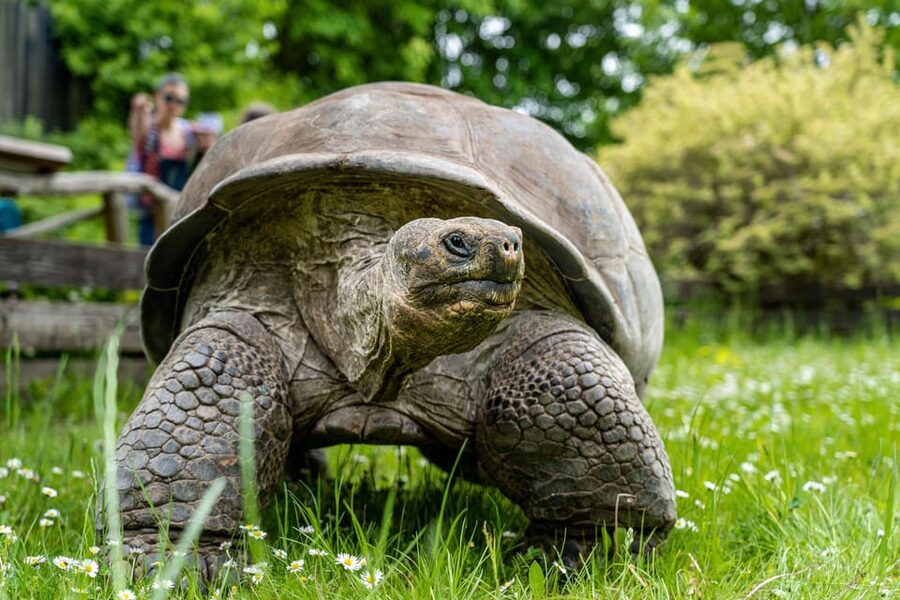 Prague Zoo: Skip-the-Line Entry Ticket - Choosing the right season and arrival time